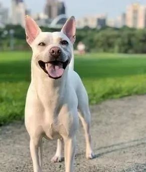 《欲望之城》凉凉?吴秀波不受待见,网友:杨颖终于被坑“开云电竞app下载安装”(图1) 开云电竞app下载安装