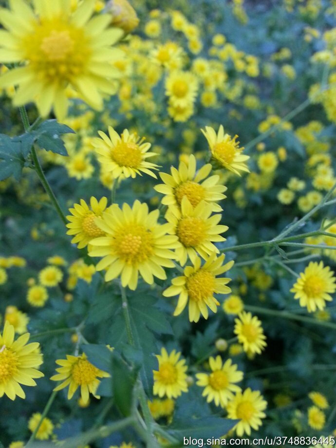 如懿传结局:心机女甄嬛陷害如懿,一招让如懿进冷宫:开云电竞(图1) 开云电竞