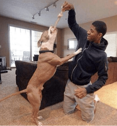 开云电竞官网-
球星养的“奇葩”宠物？猪和骆驼不算啥 乔治的狗竟然叫“科比”(图6)